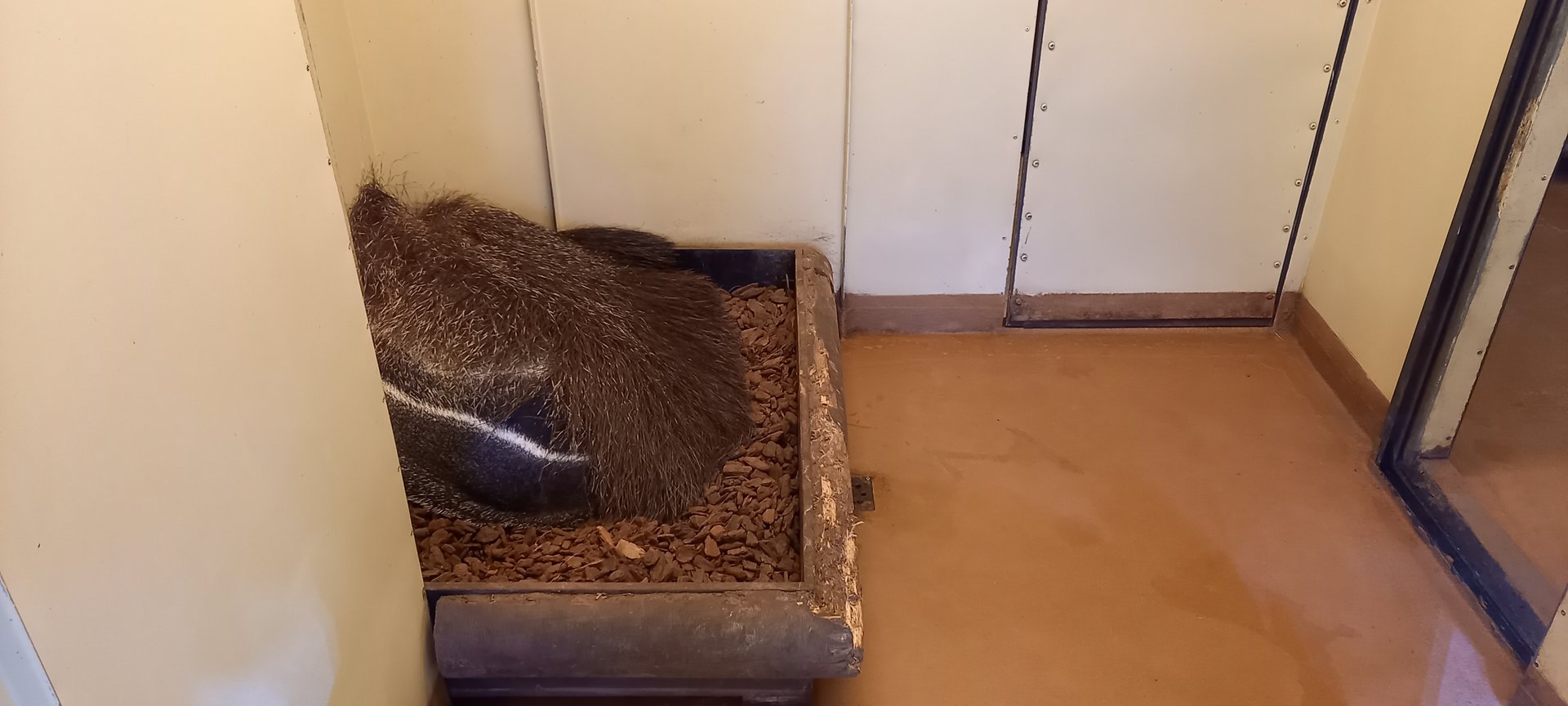 Giant anteater indoor enclosure
