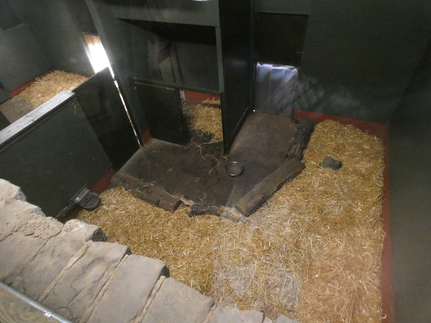 Giant anteater indoor enclosure