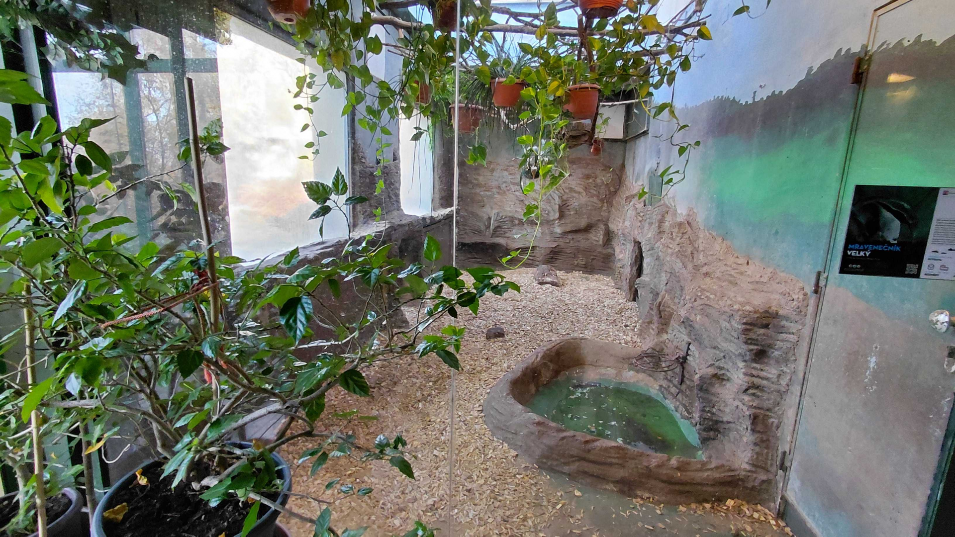 Giant anteater indoor exhibit #1