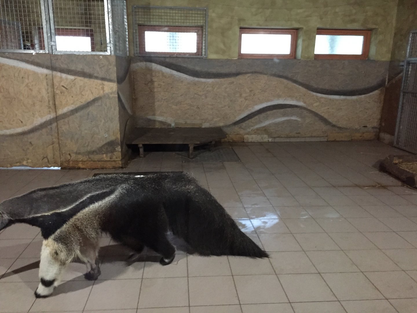 Giant anteater indoor exhibit 10.2020.