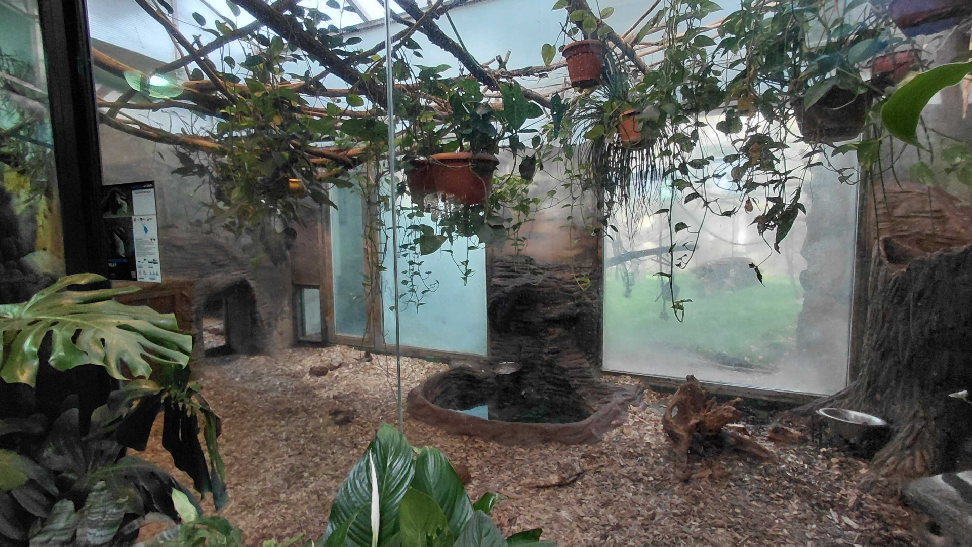 Giant anteater indoor exhibit #2