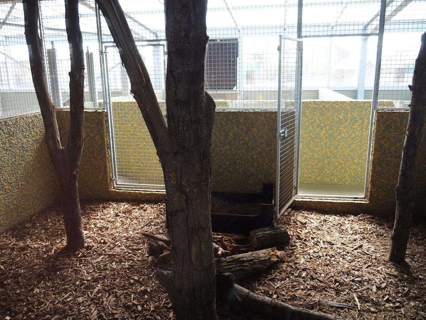Giant anteater indoor exhibit, 2019-04-06