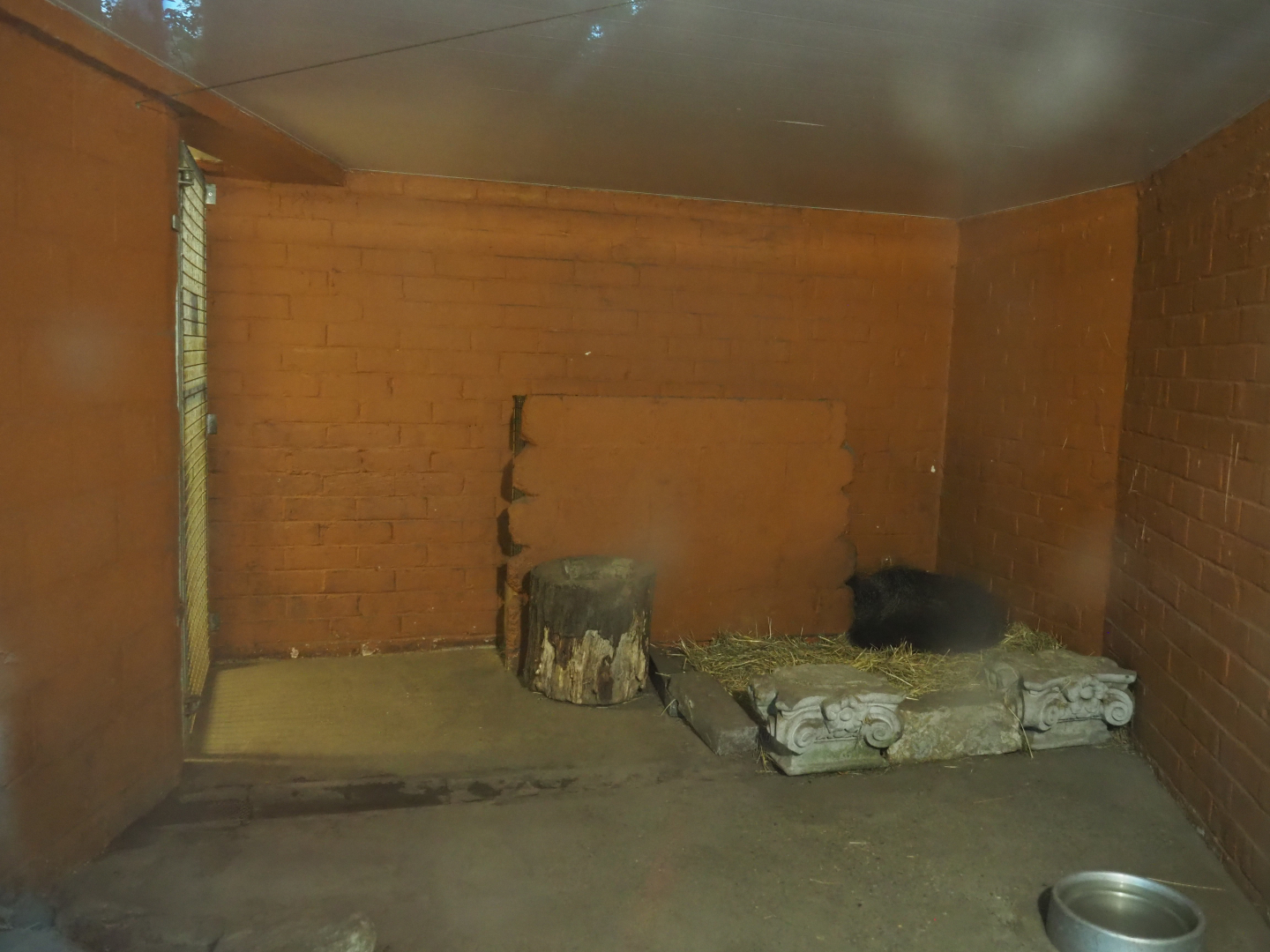 Giant anteater indoor exhibit, 2020-10-19