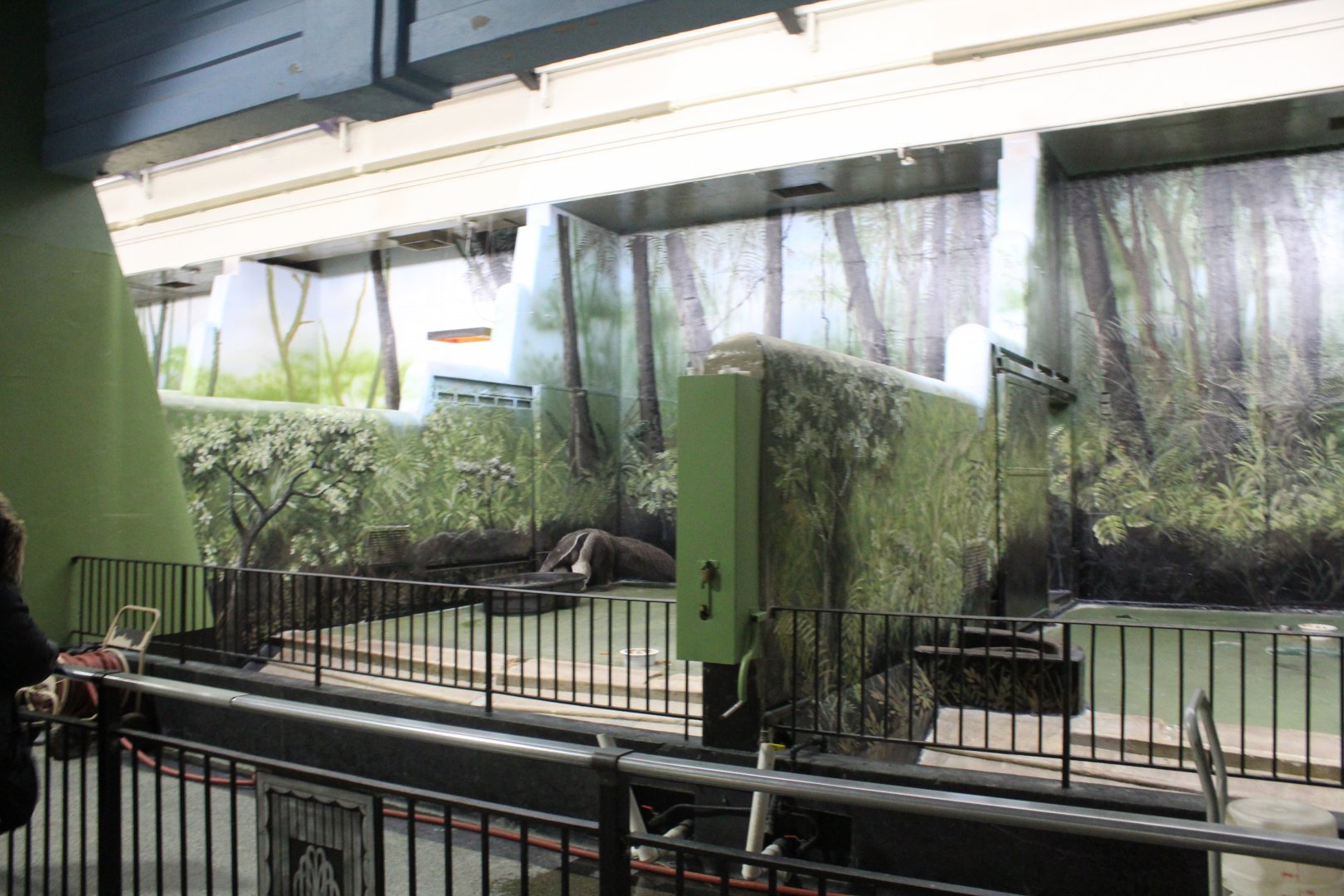 Giant Anteater Indoor Exhibit - Pachyderm House