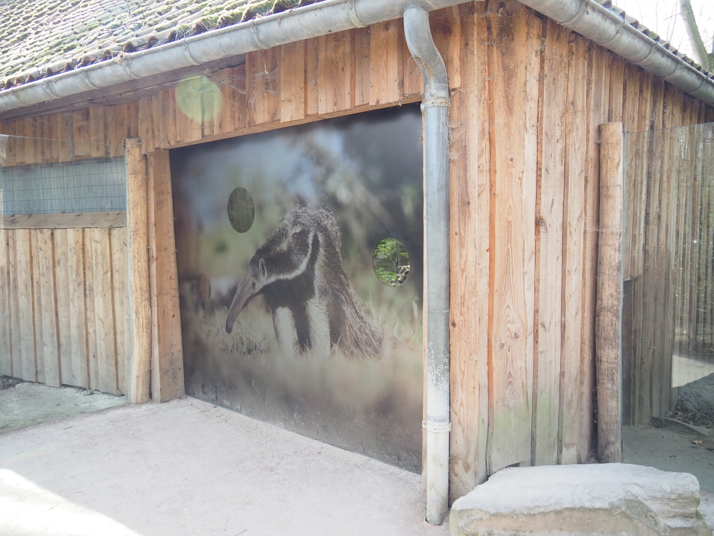 Giant anteater indoor exhibit viewing area with added privacy, 2022-04-12