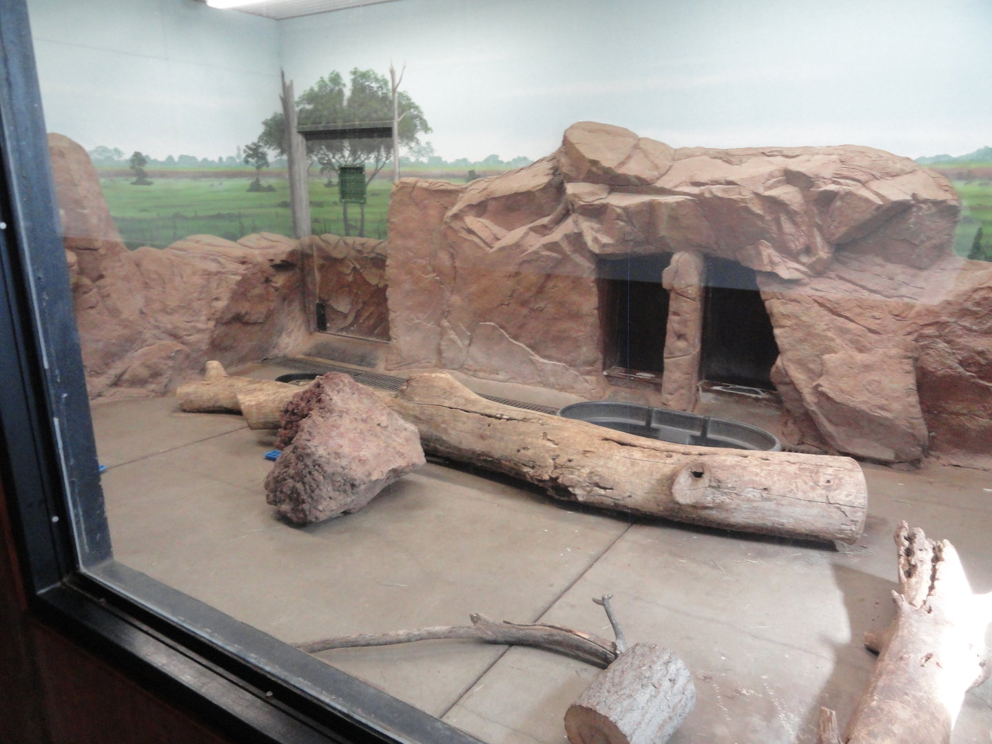 Giant Anteater Indoor Exhibit