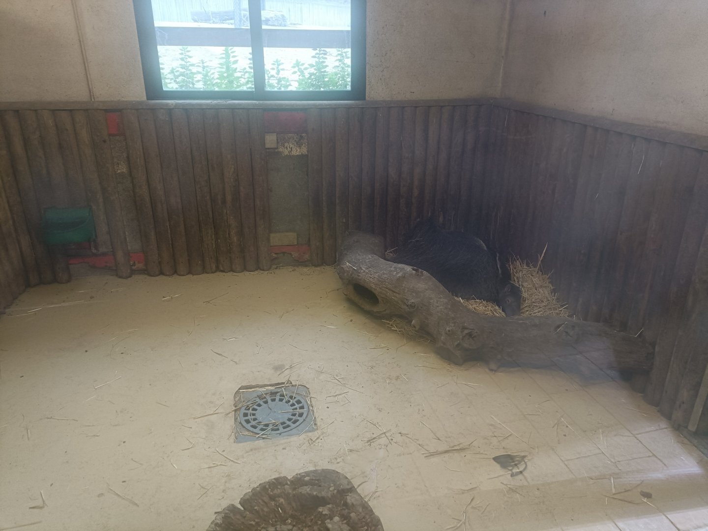 Giant anteater indoor exhibit