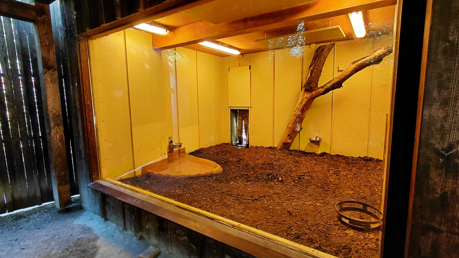 Giant anteater indoor exhibit