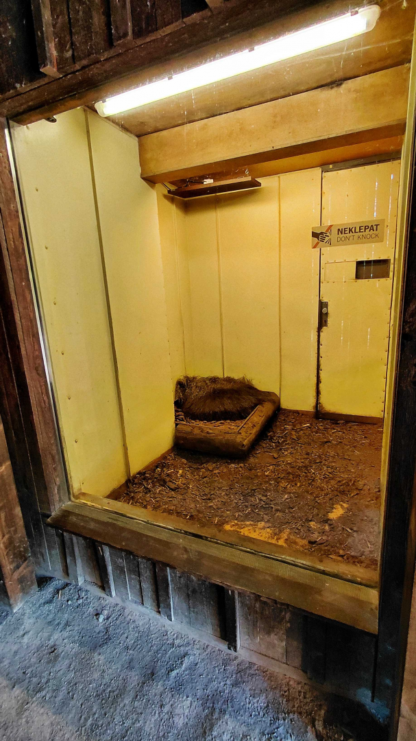 Giant anteater indoor exhibit