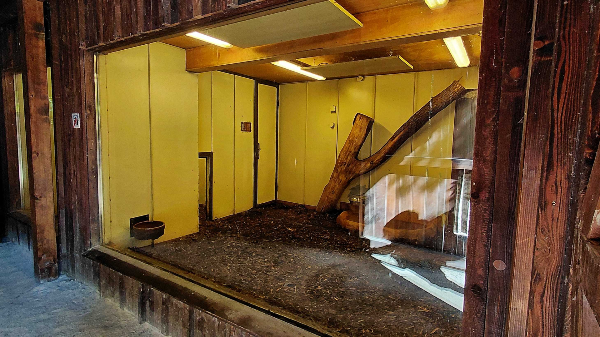 Giant anteater indoor exhibit