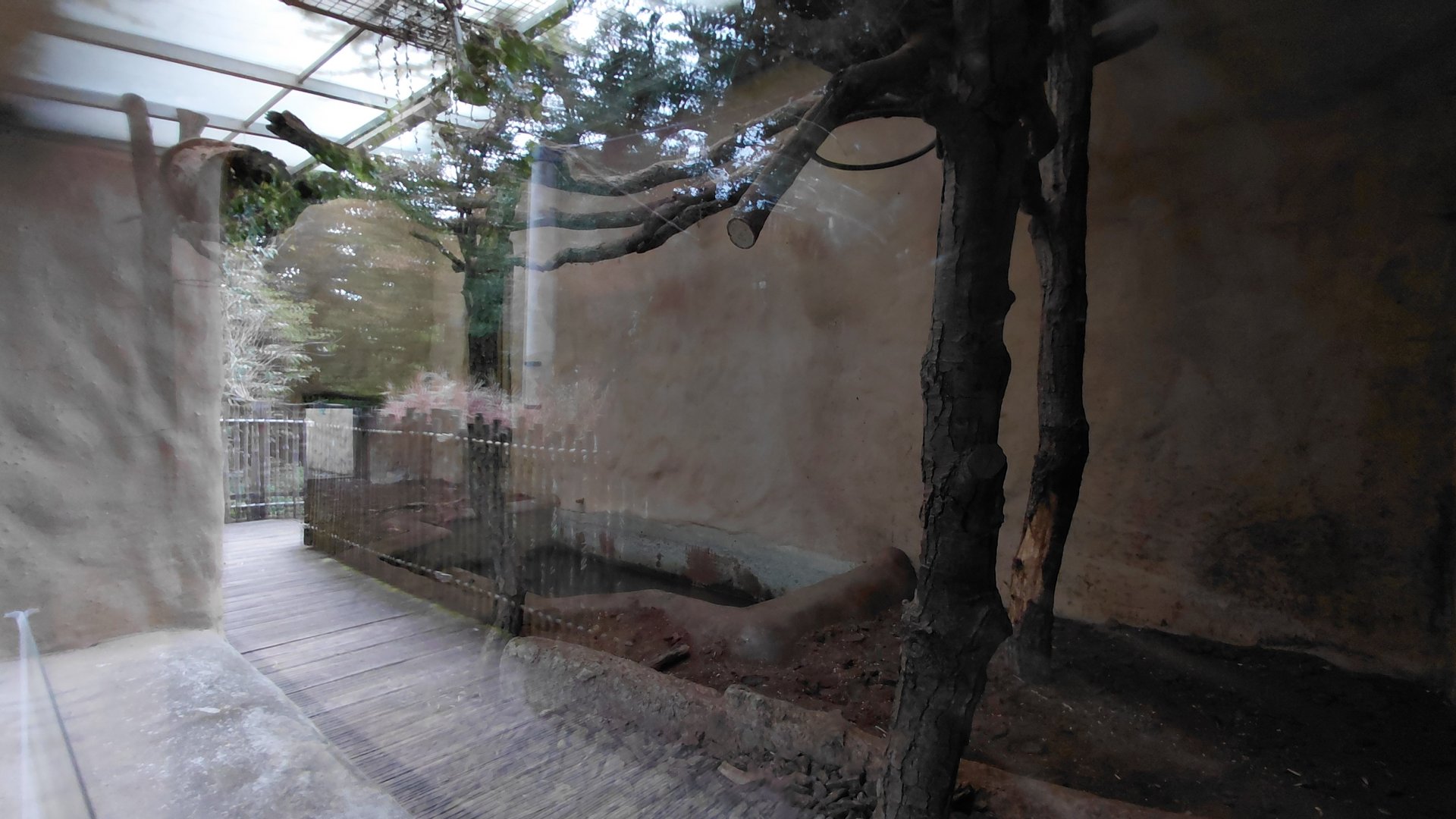 Giant anteater indoor exhibit