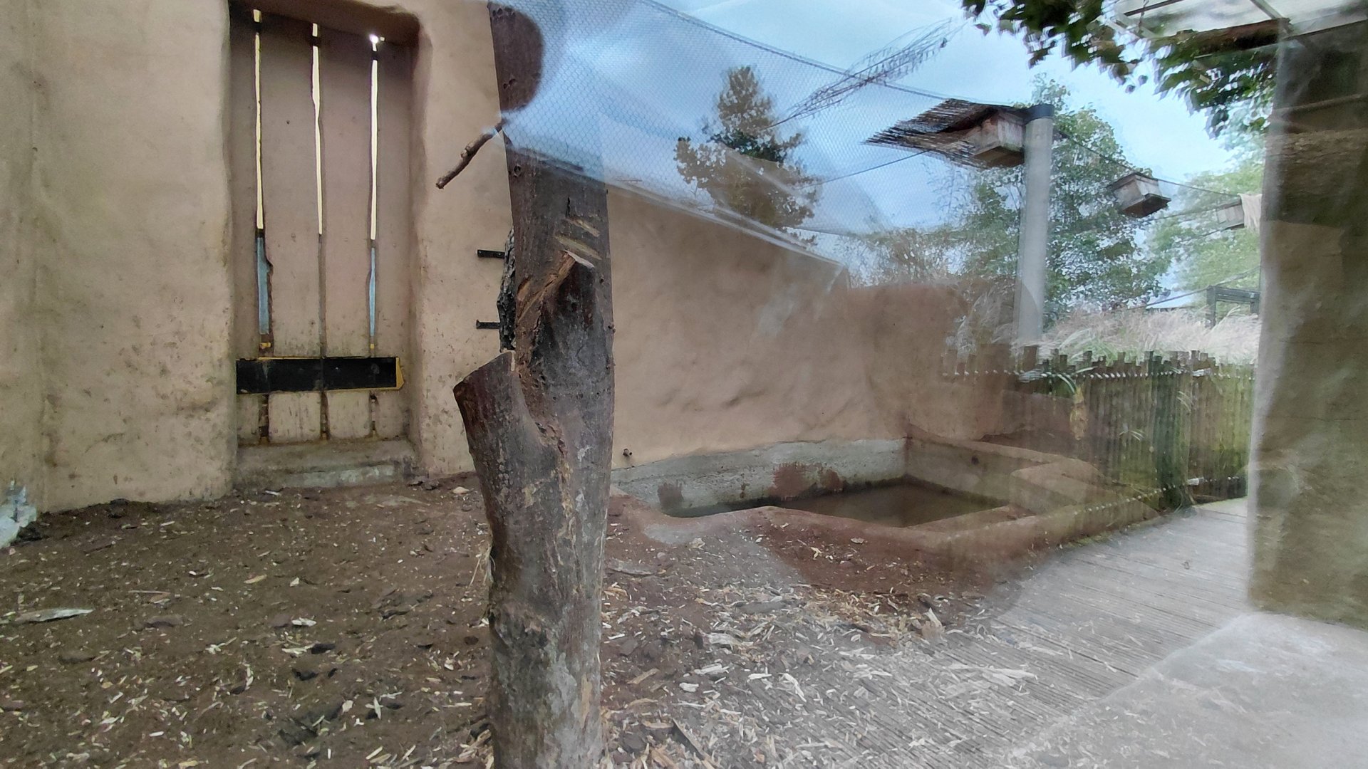 Giant anteater indoor exhibit