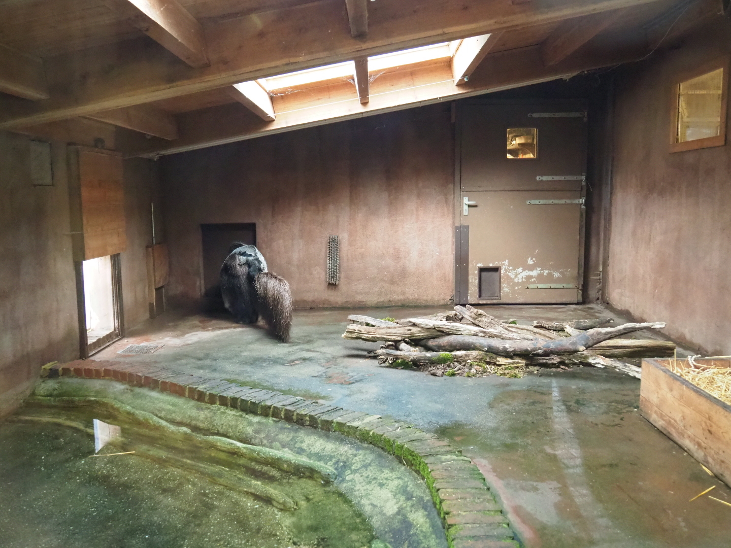 Giant anteater indoor housing, 2019-07-21