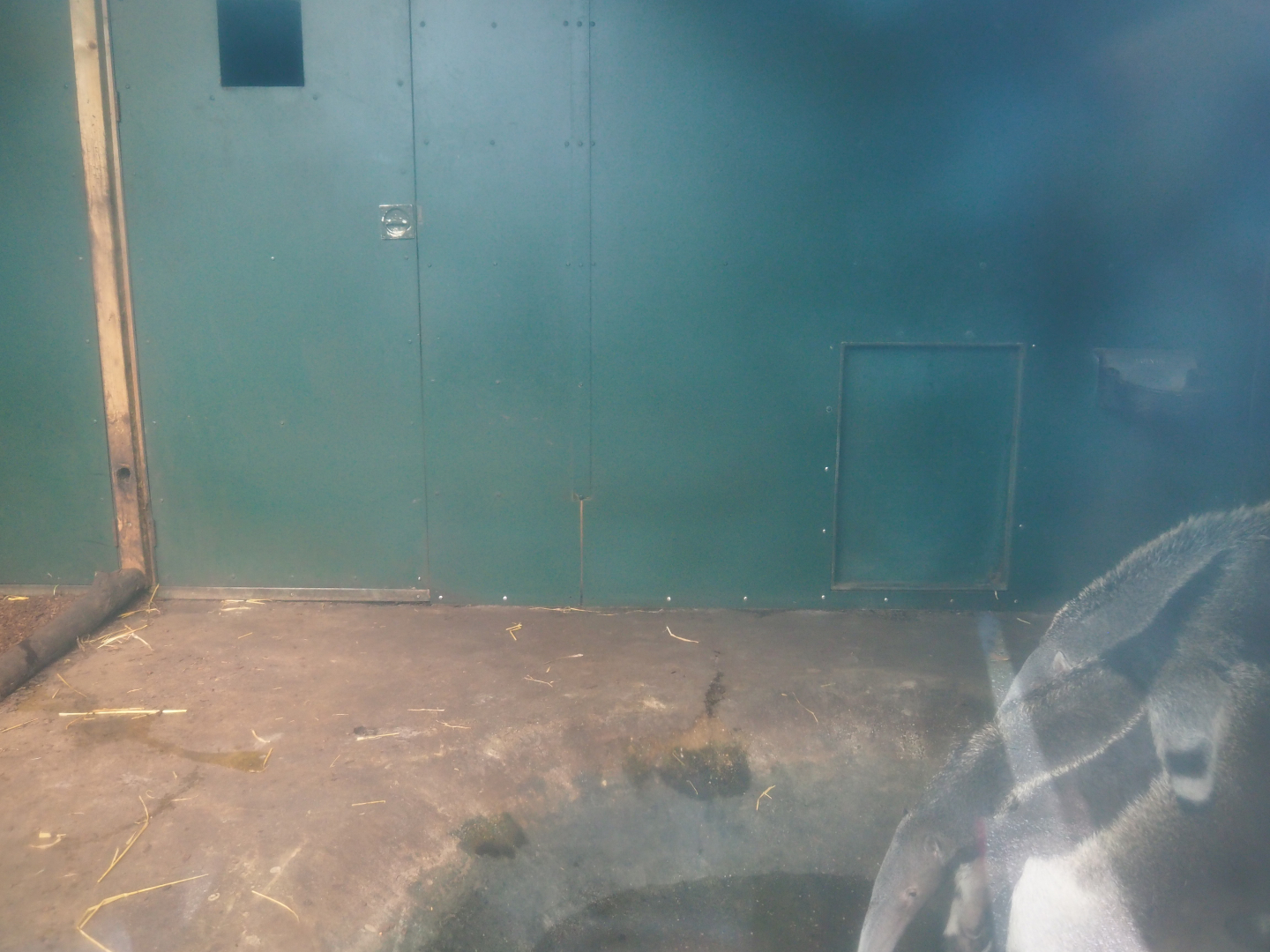 Giant anteater indoor housing, 2019-08-11