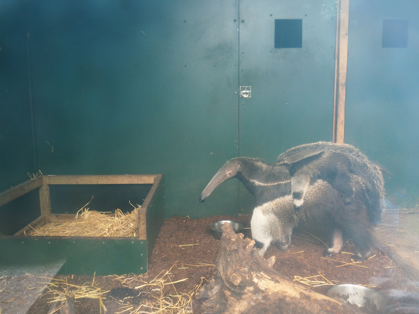 Giant anteater indoor housing (with female with pup), 2019-08-11