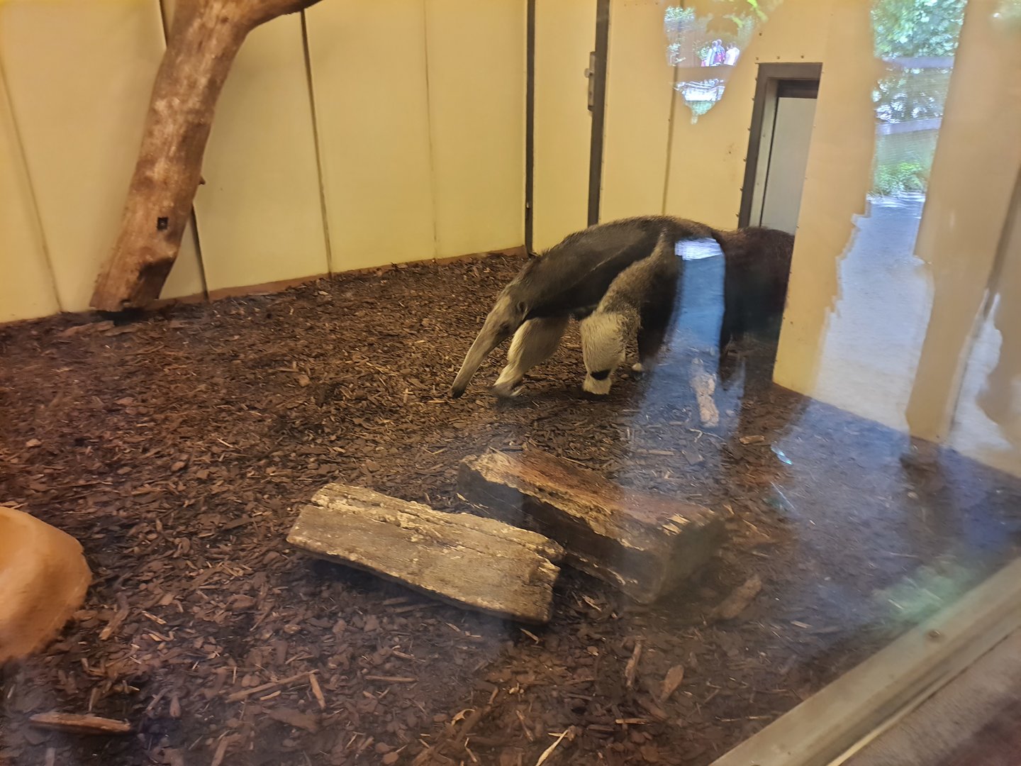 Giant anteater indoor quarters- Prague Zoo Praha