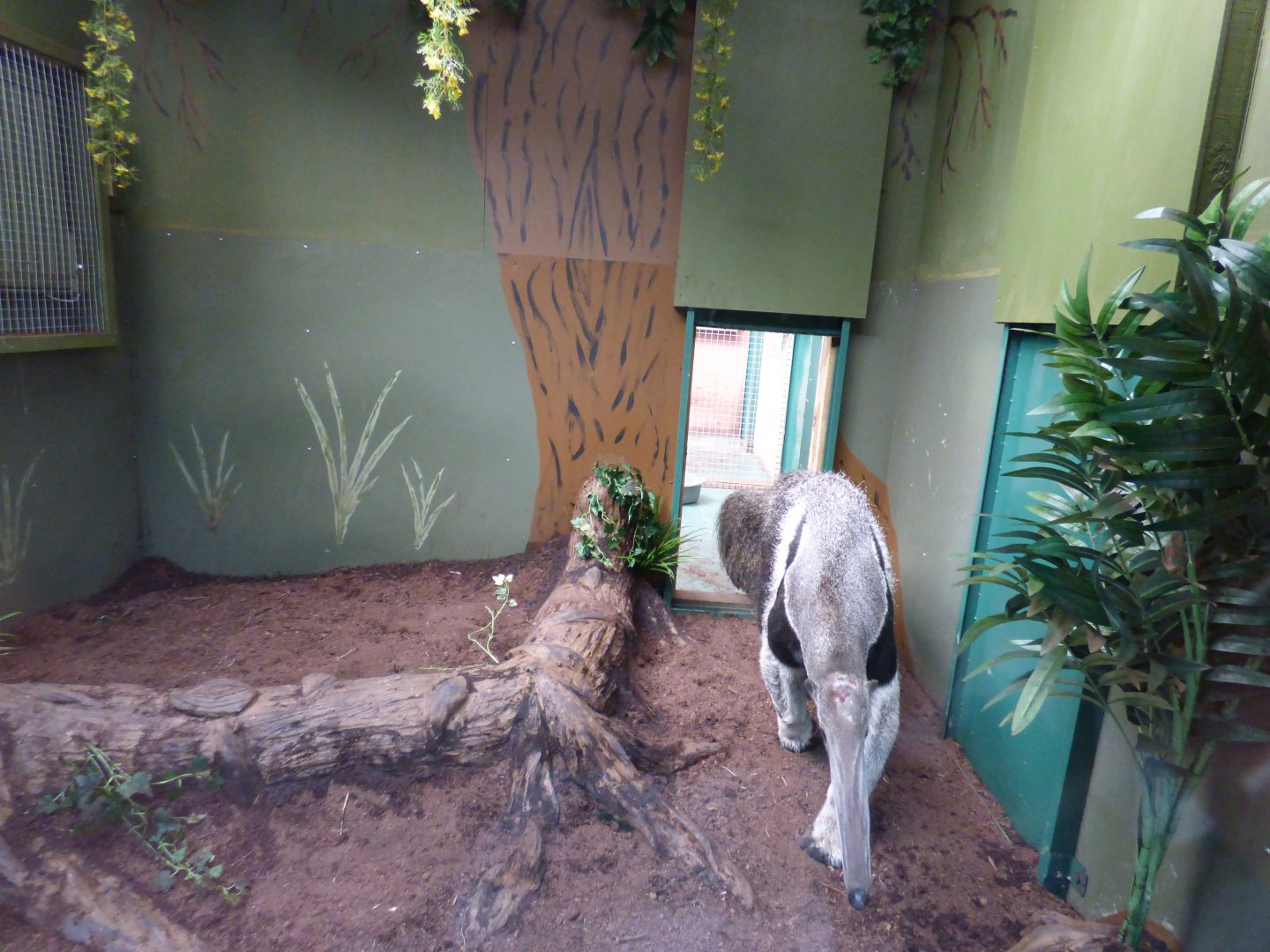 Giant Anteater Indoor