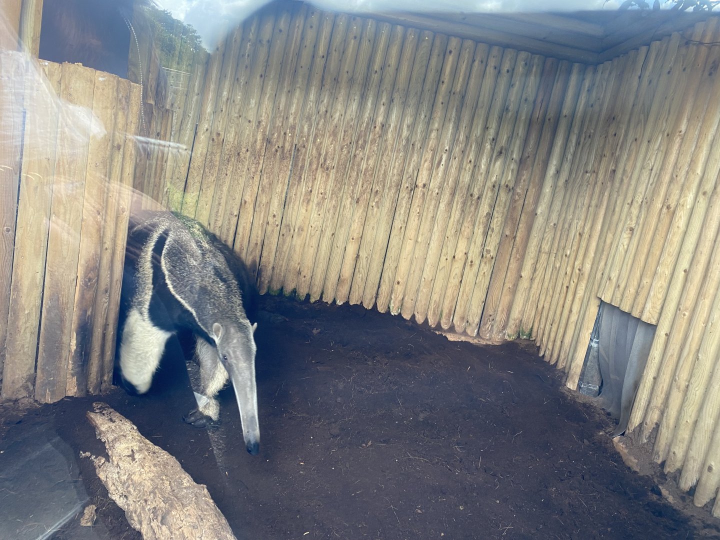 Giant anteater indoors 130925