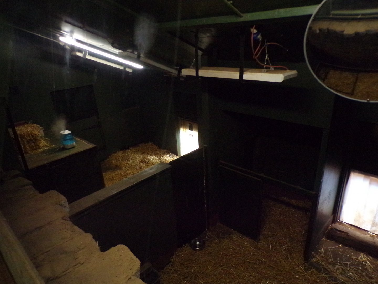 Giant anteater indoors 18.7.25