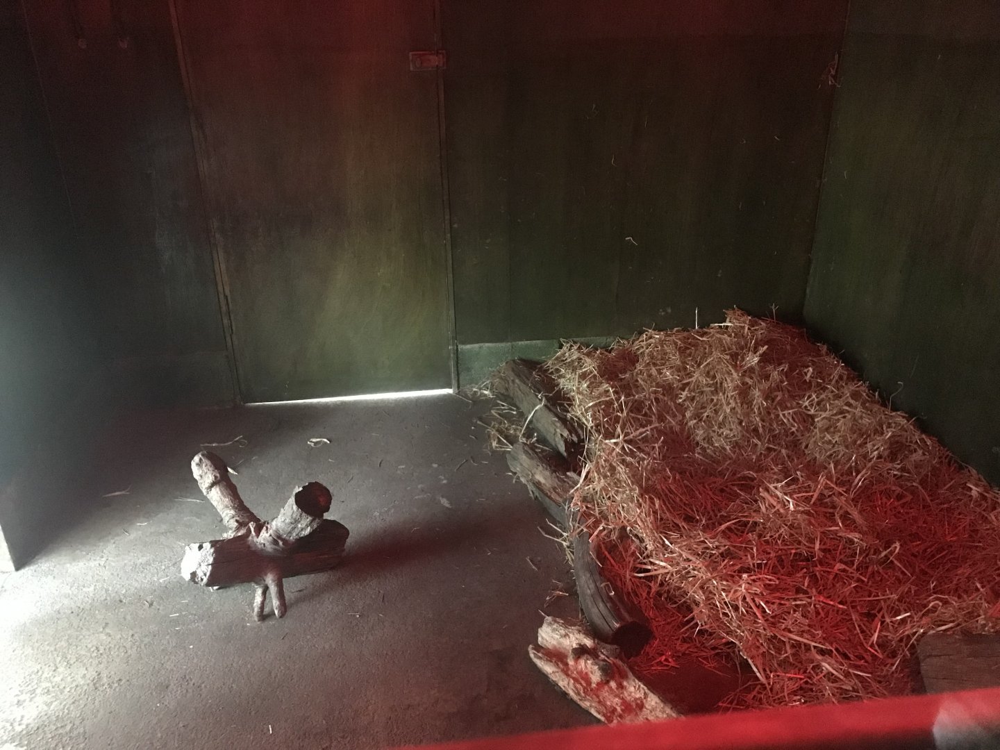 Giant anteater indoors (2)