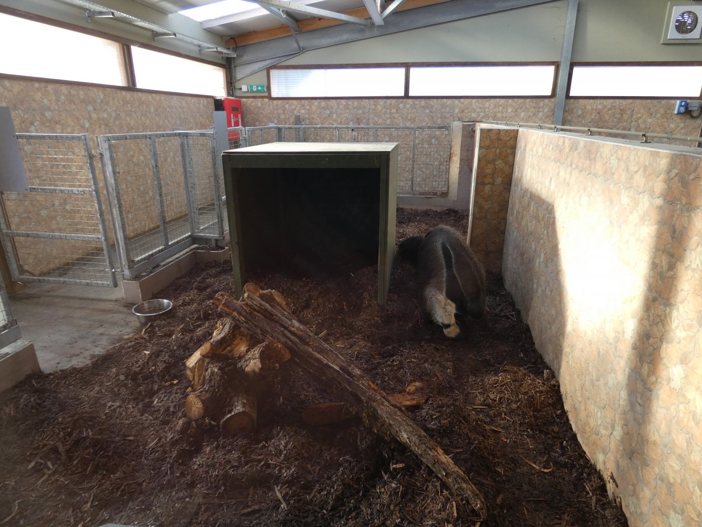 Giant Anteater indoors; 'Viva South America'