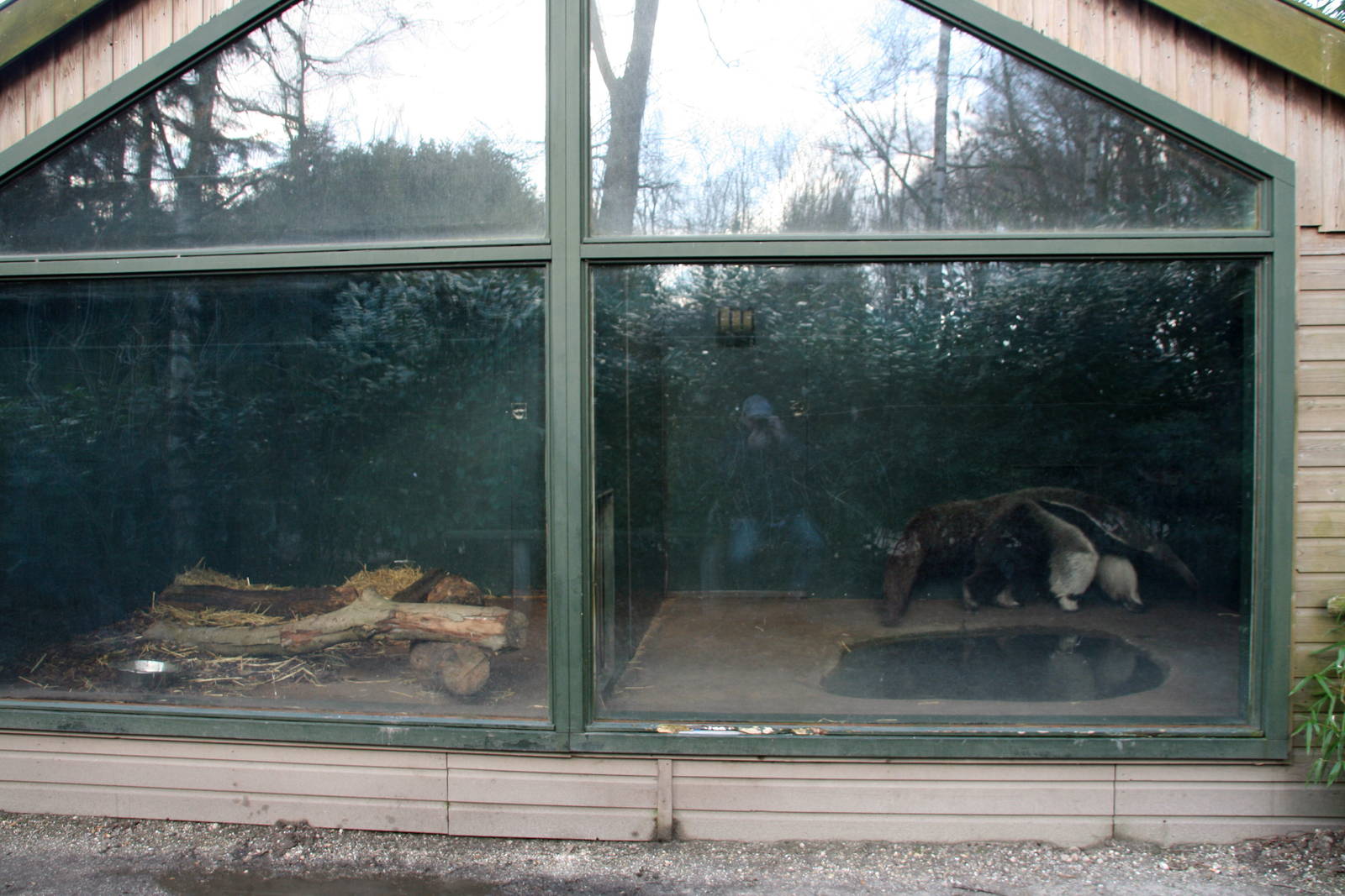 giant anteater indoors