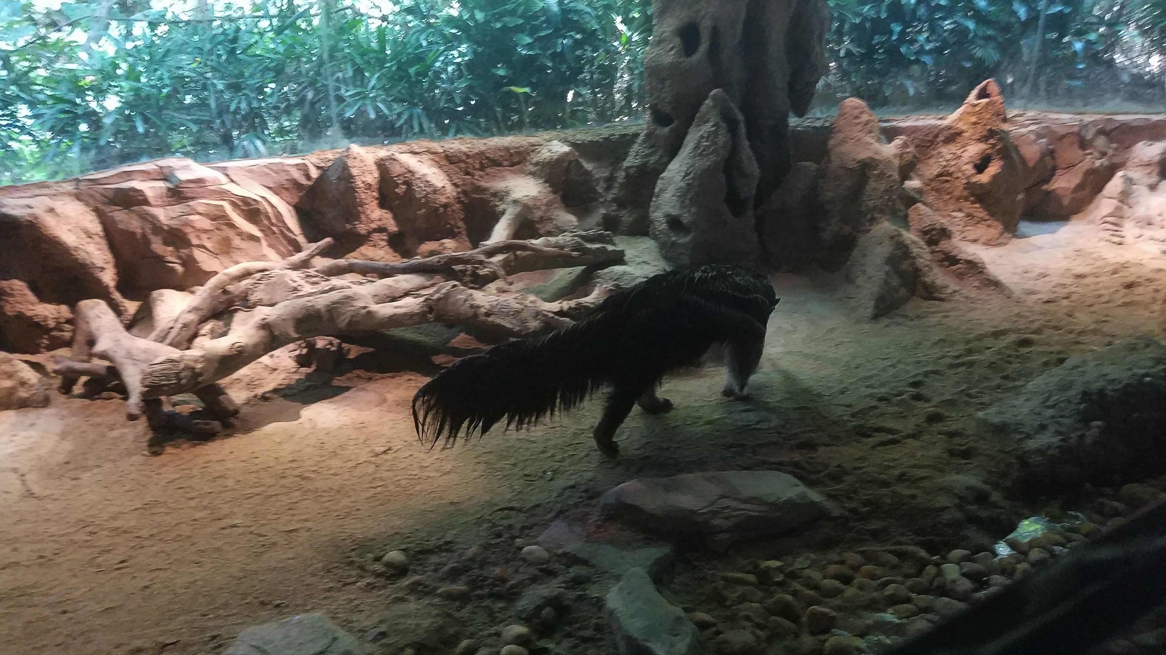 Giant Anteater Indoors