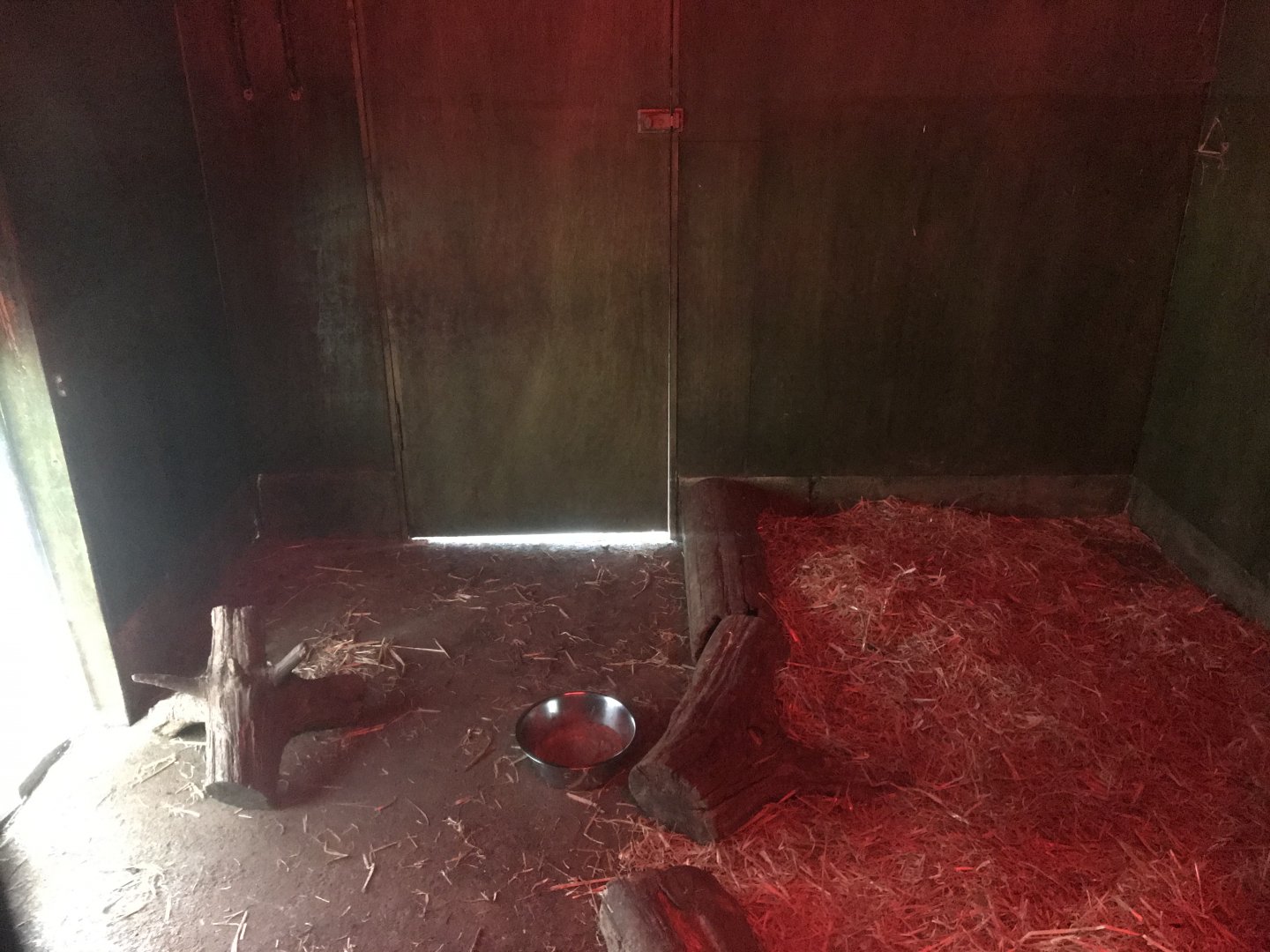 Giant anteater indoors