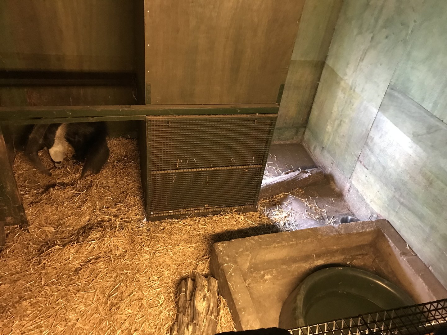 Giant anteater indoors