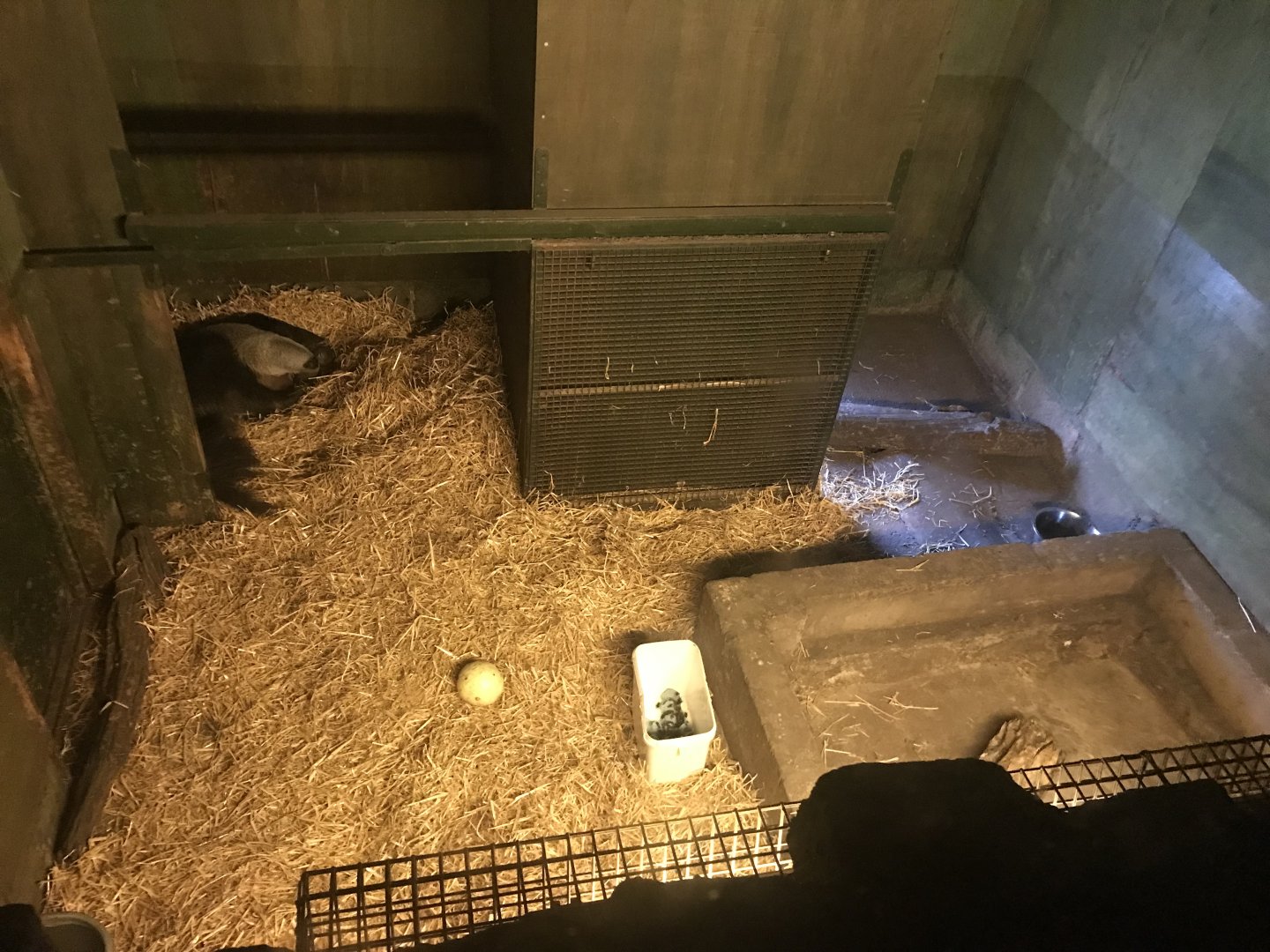 Giant anteater indoors