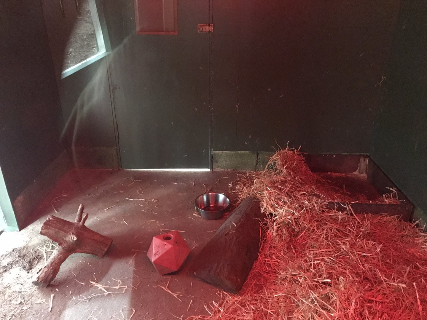 Giant anteater indoors