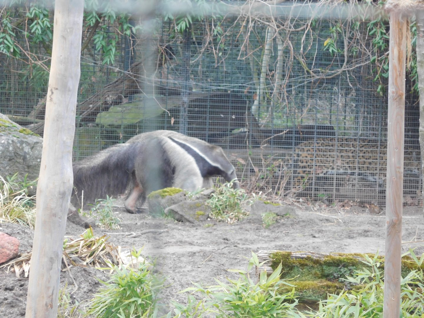 Giant Anteater & Jaguar