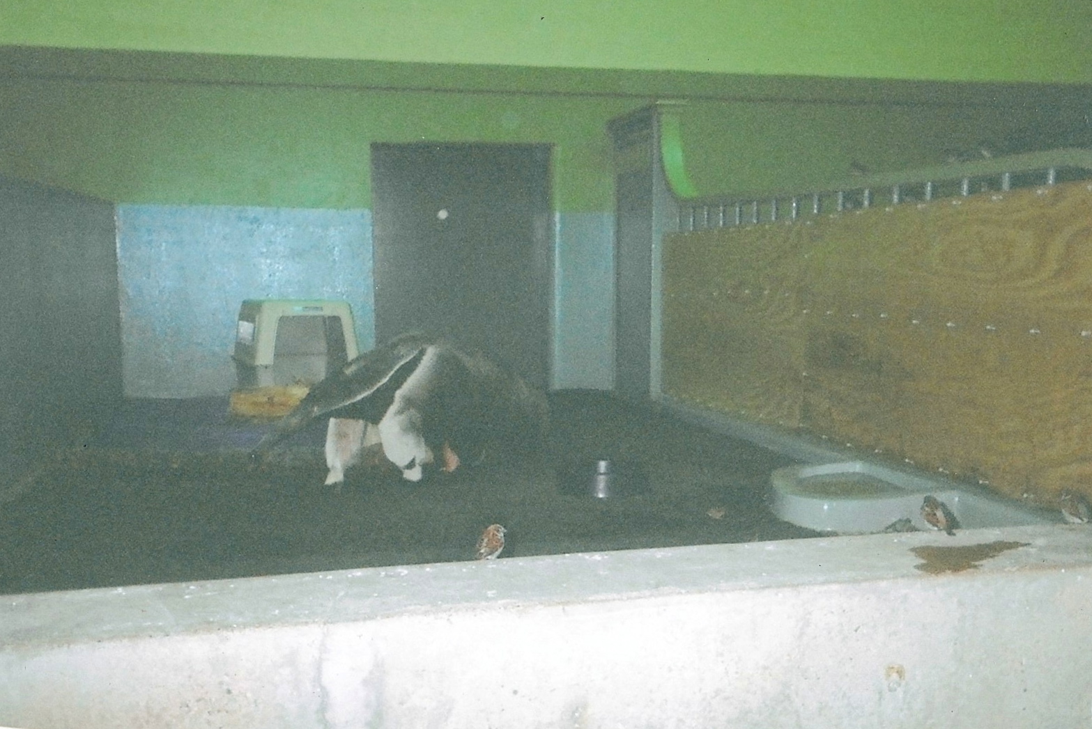 Giant Anteater January 2005