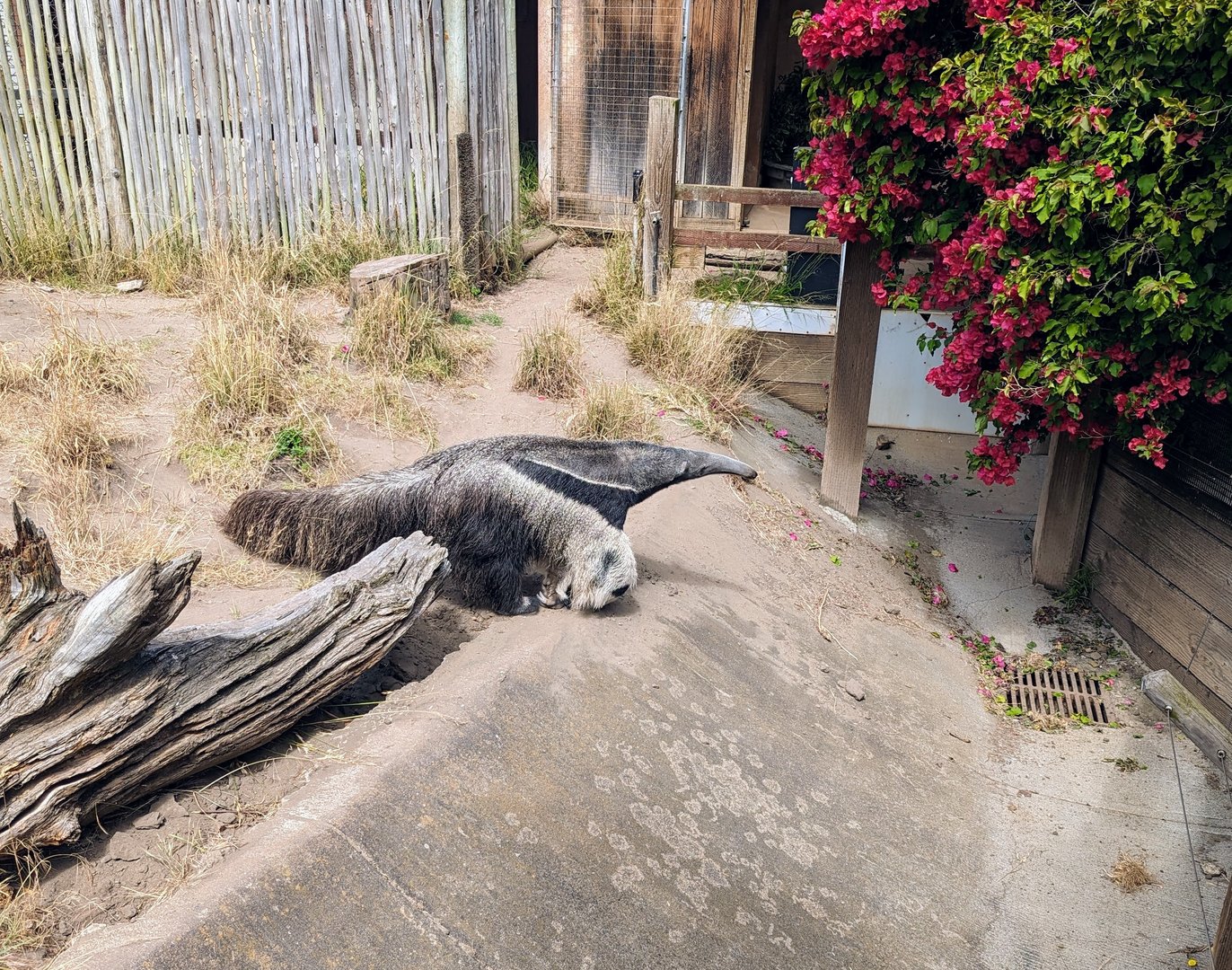 Giant Anteater - July 8th 2023