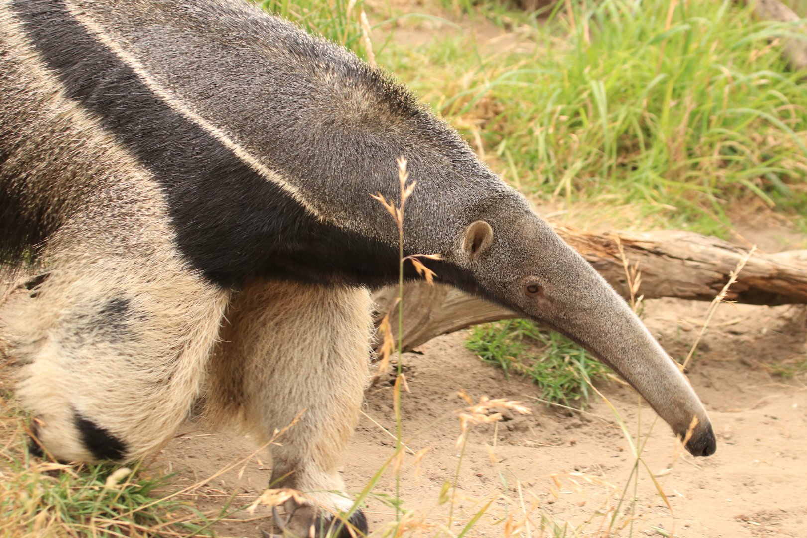 Giant anteater (June 2019)