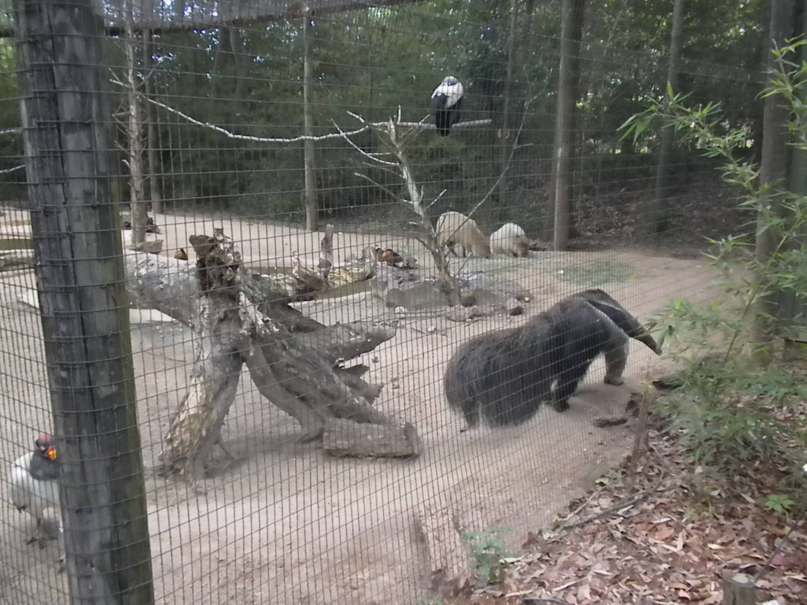 Giant Anteater, King Vulture, Capybara