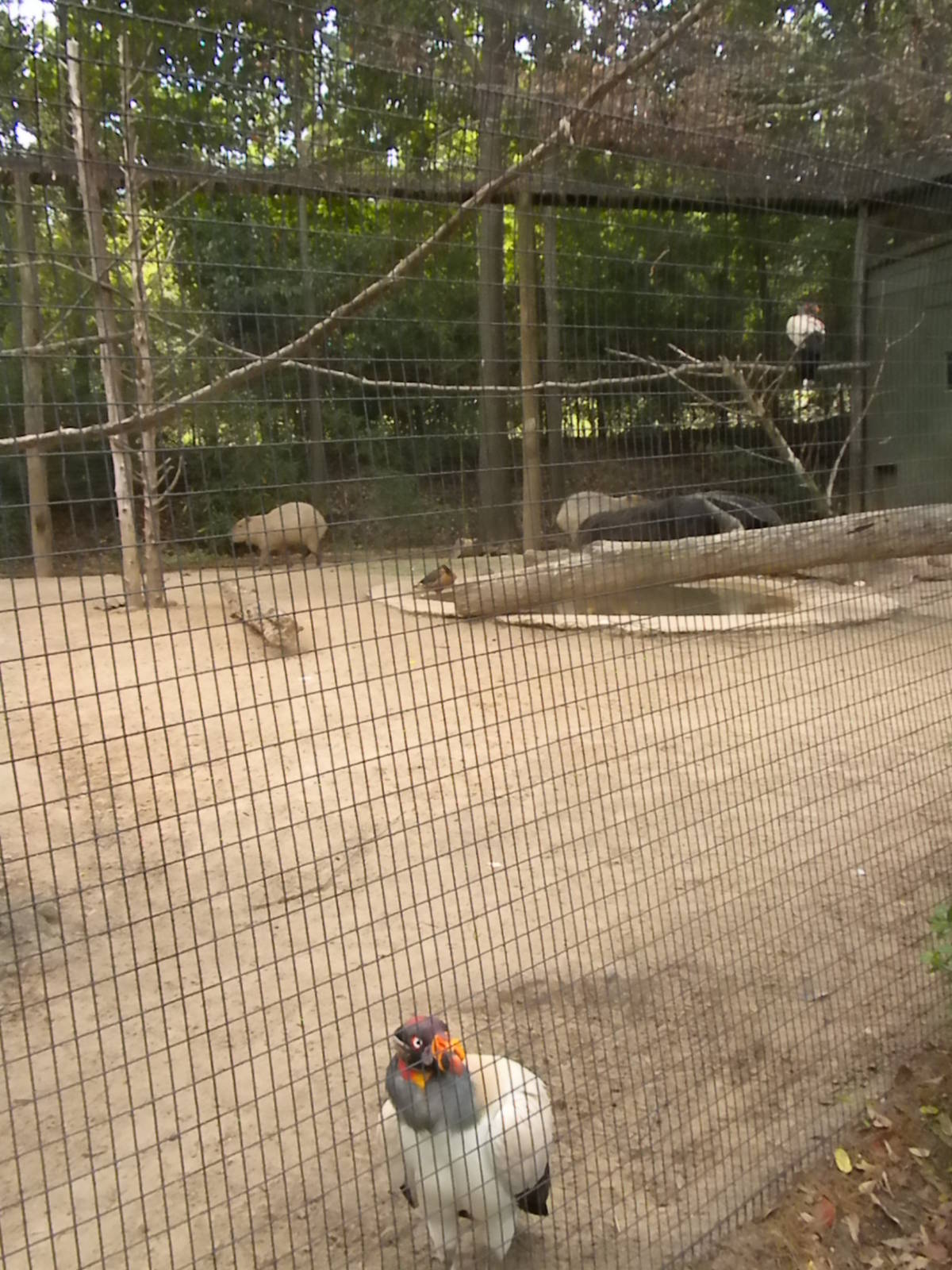 Giant Anteater, King Vulture, Capybara