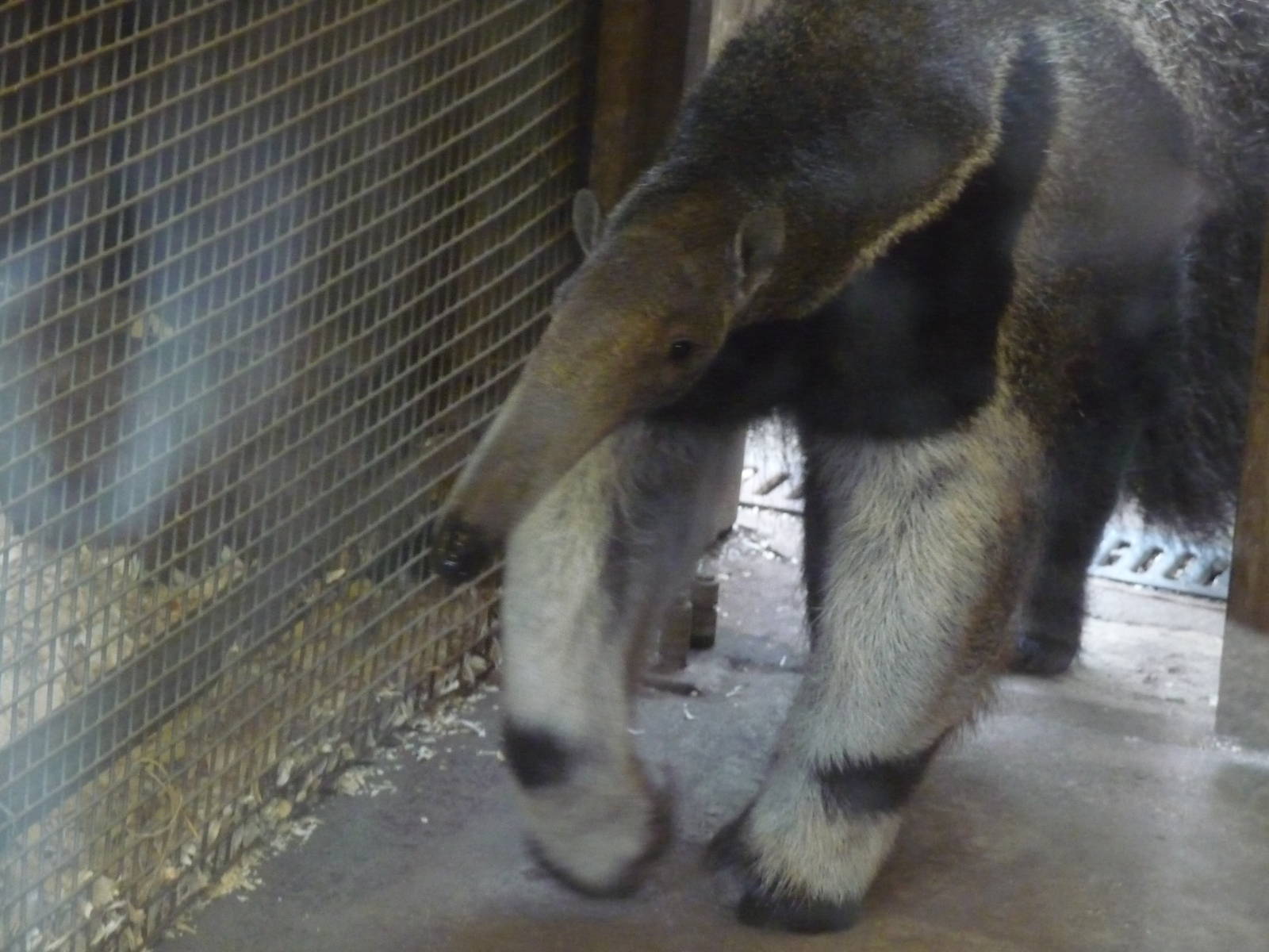 giant anteater london zoo
