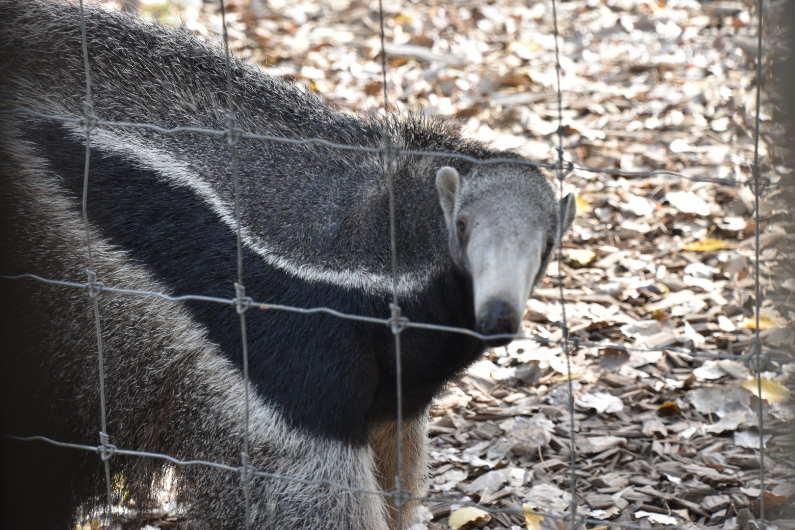Giant anteater looking at me