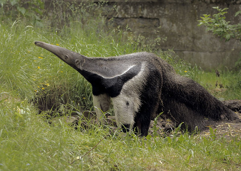 Giant anteater male
