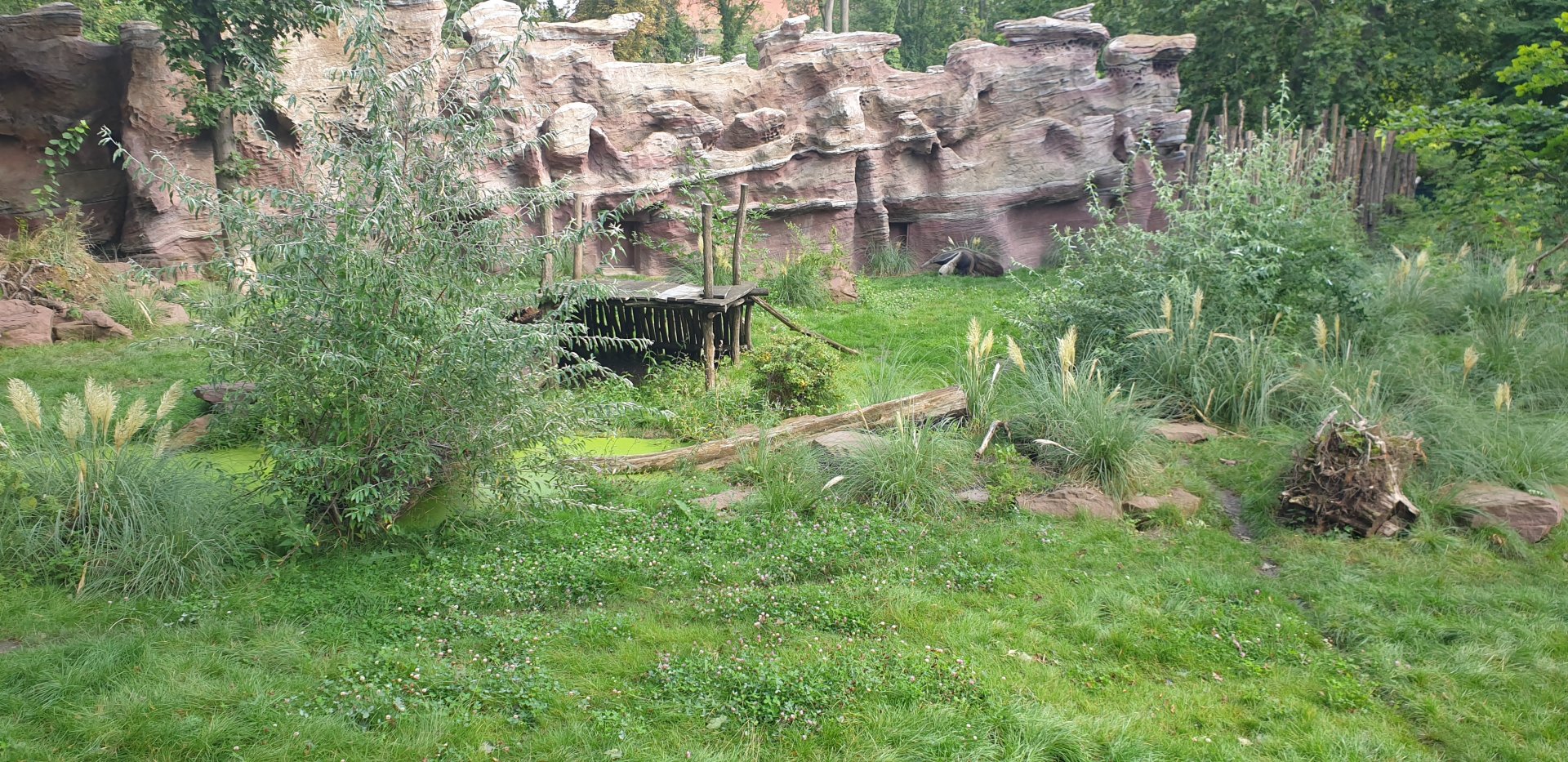Giant Anteater/Maned Wolf mixed exhibit