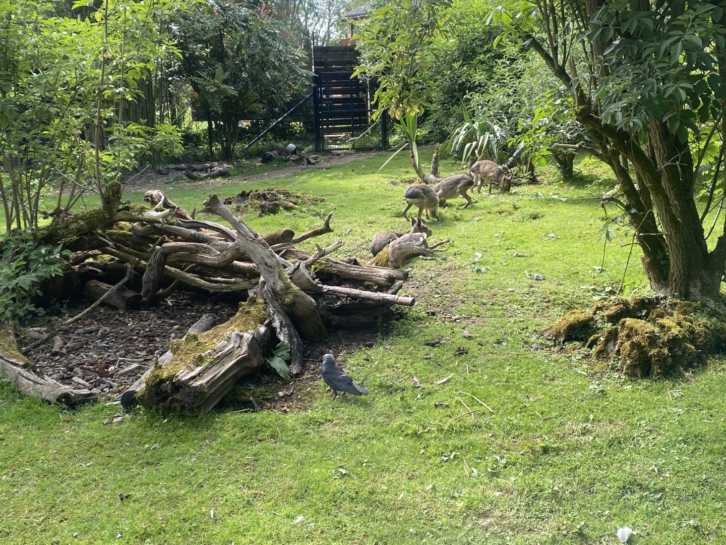 Giant anteater, Mara, Capybara exhibit 150524