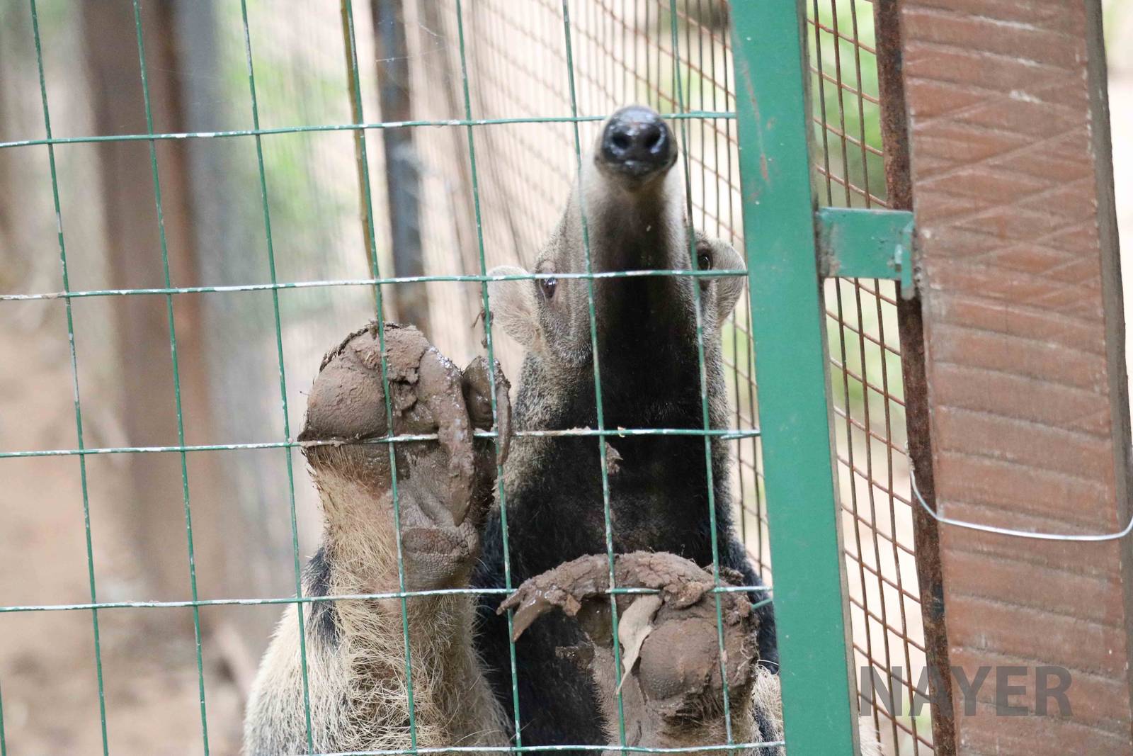 Giant anteater, March 2016