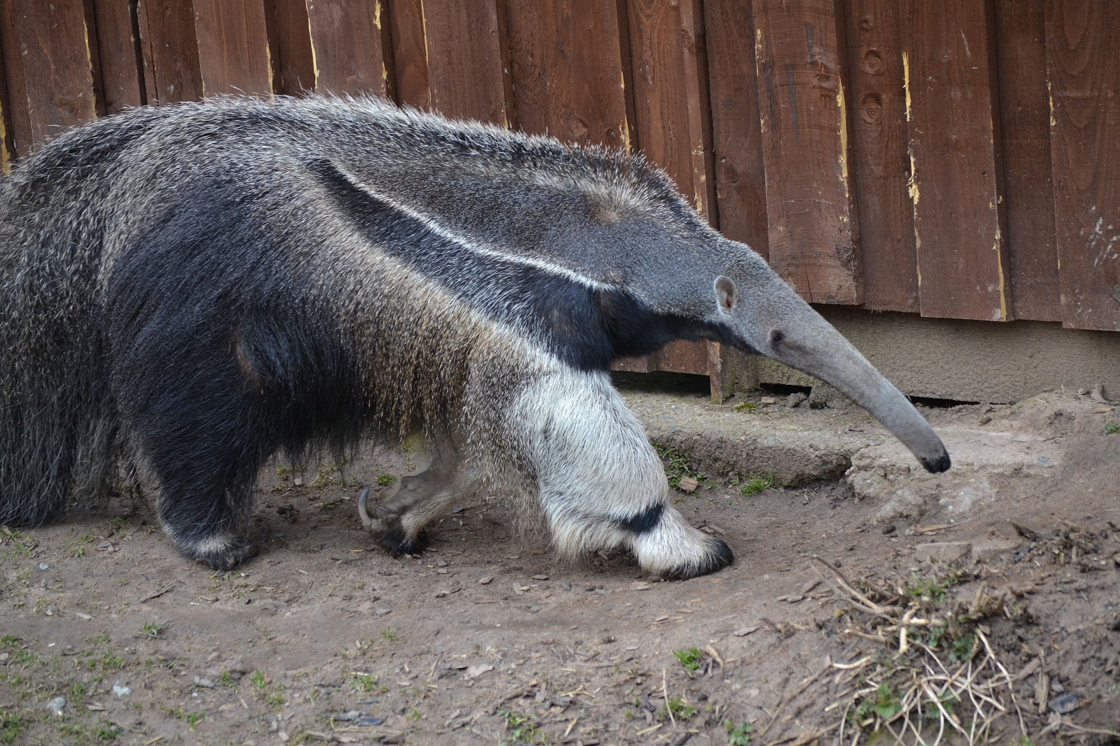 Giant Anteater - March 2018