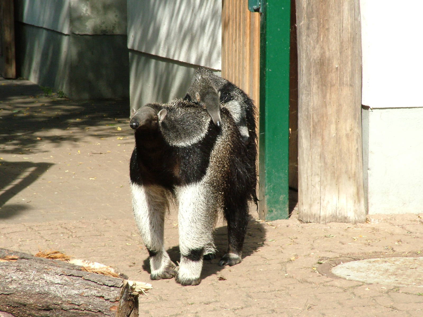 Giant Anteater Mother and Young at Halle, 04/09/11