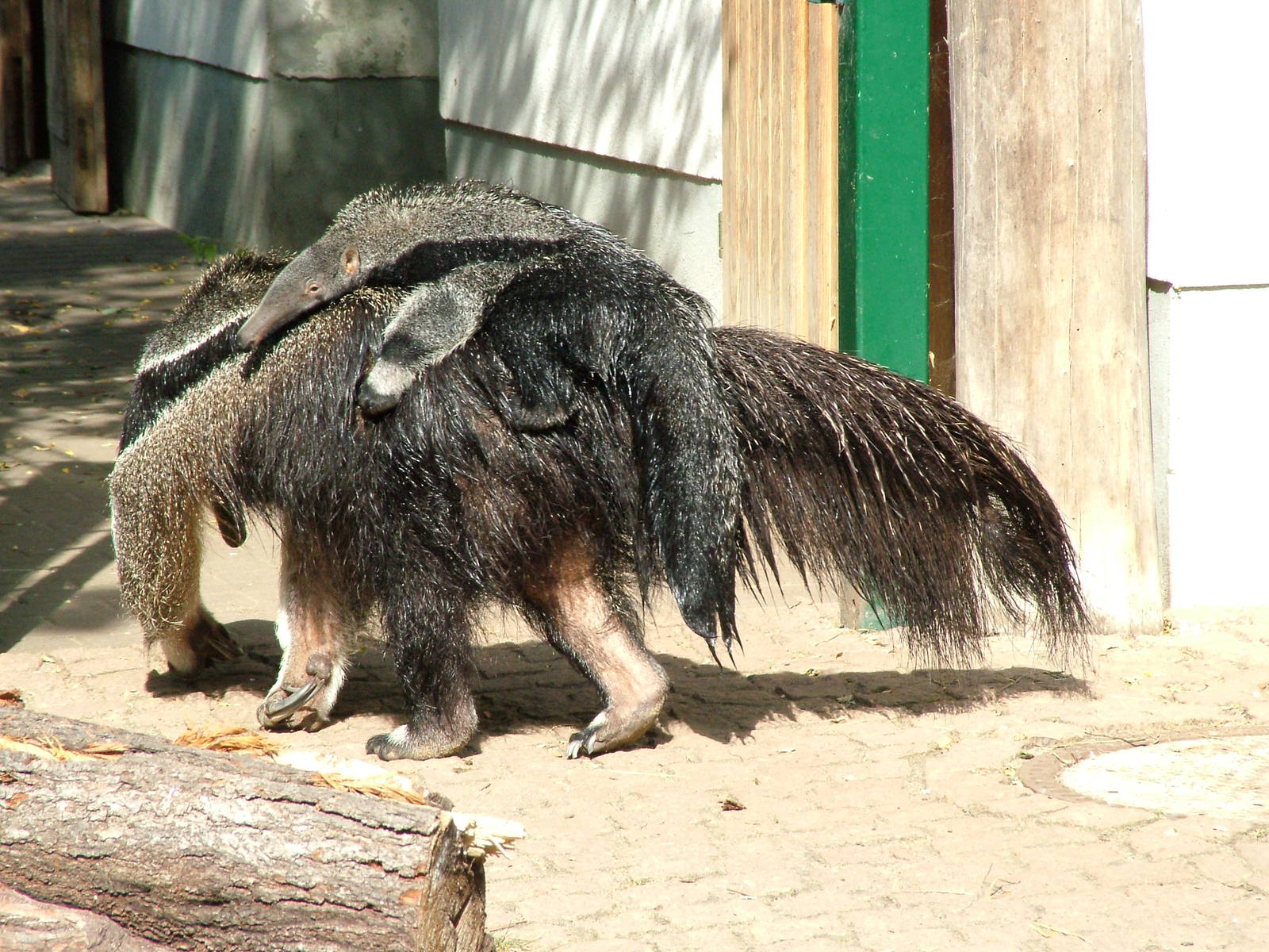 Giant Anteater Mother and Young at Halle, 04/09/11