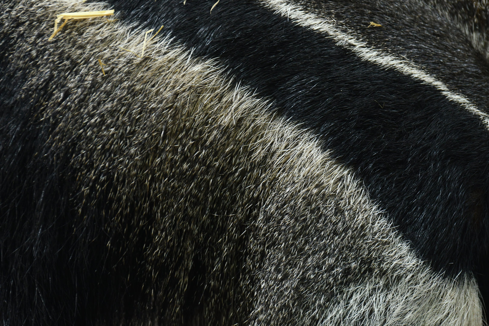 Giant anteater (Myrmecophaga tetradactyla)