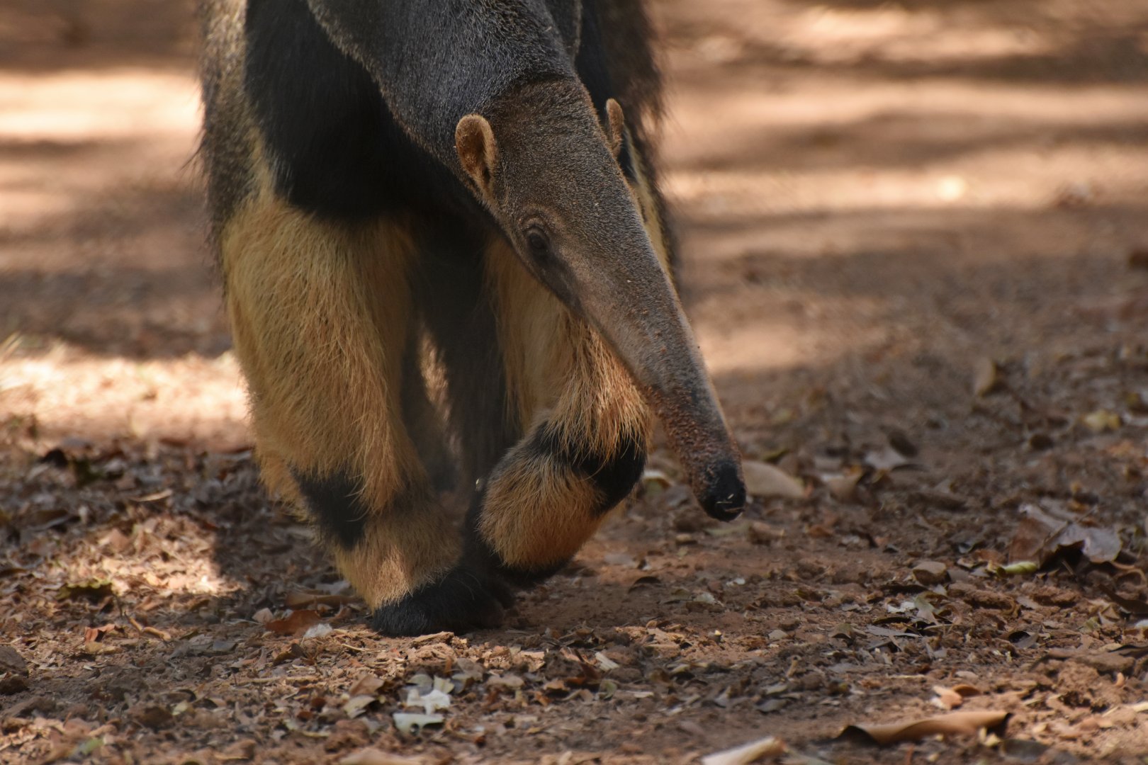Giant anteater (Myrmecophaga tetradacyla)