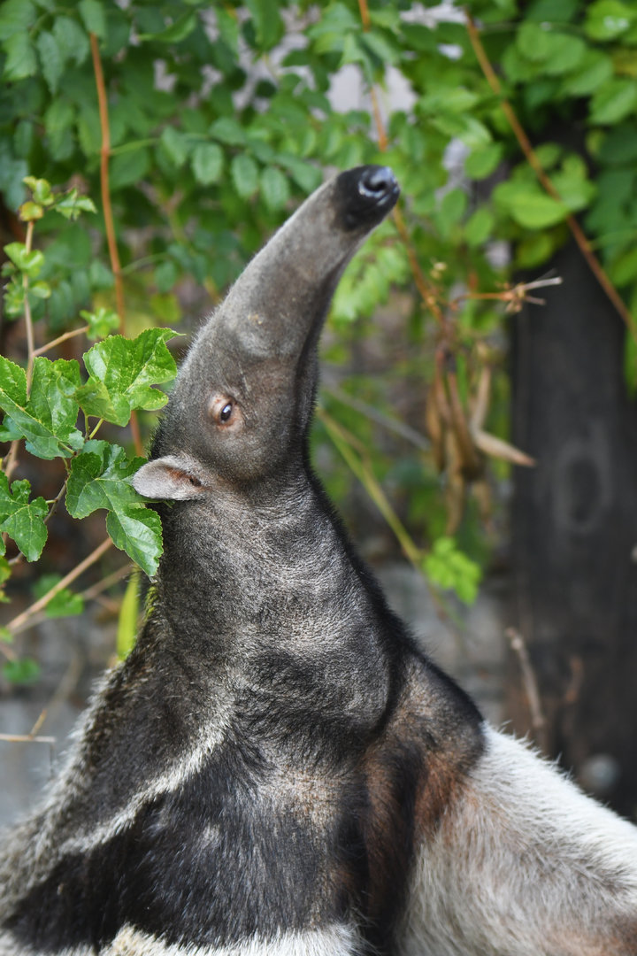 Giant anteater (Myrmecophaga tetradctyla)