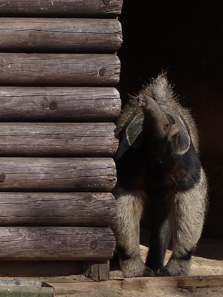 Giant anteater (Myrmecophaga tridactyla) (04/22)